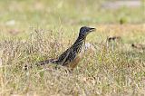 Lesser Roadrunner